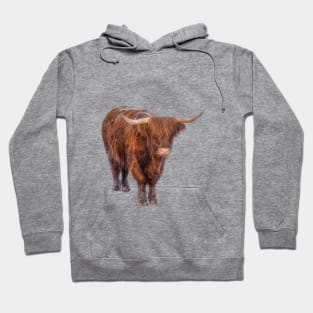 Highland Cow Hoodie